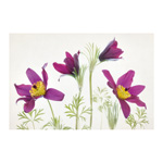 Pulsatilla